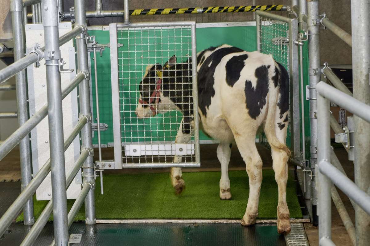 Sera gazı emisyonunu azaltmak için ineklere tuvalet eğitimi verildi