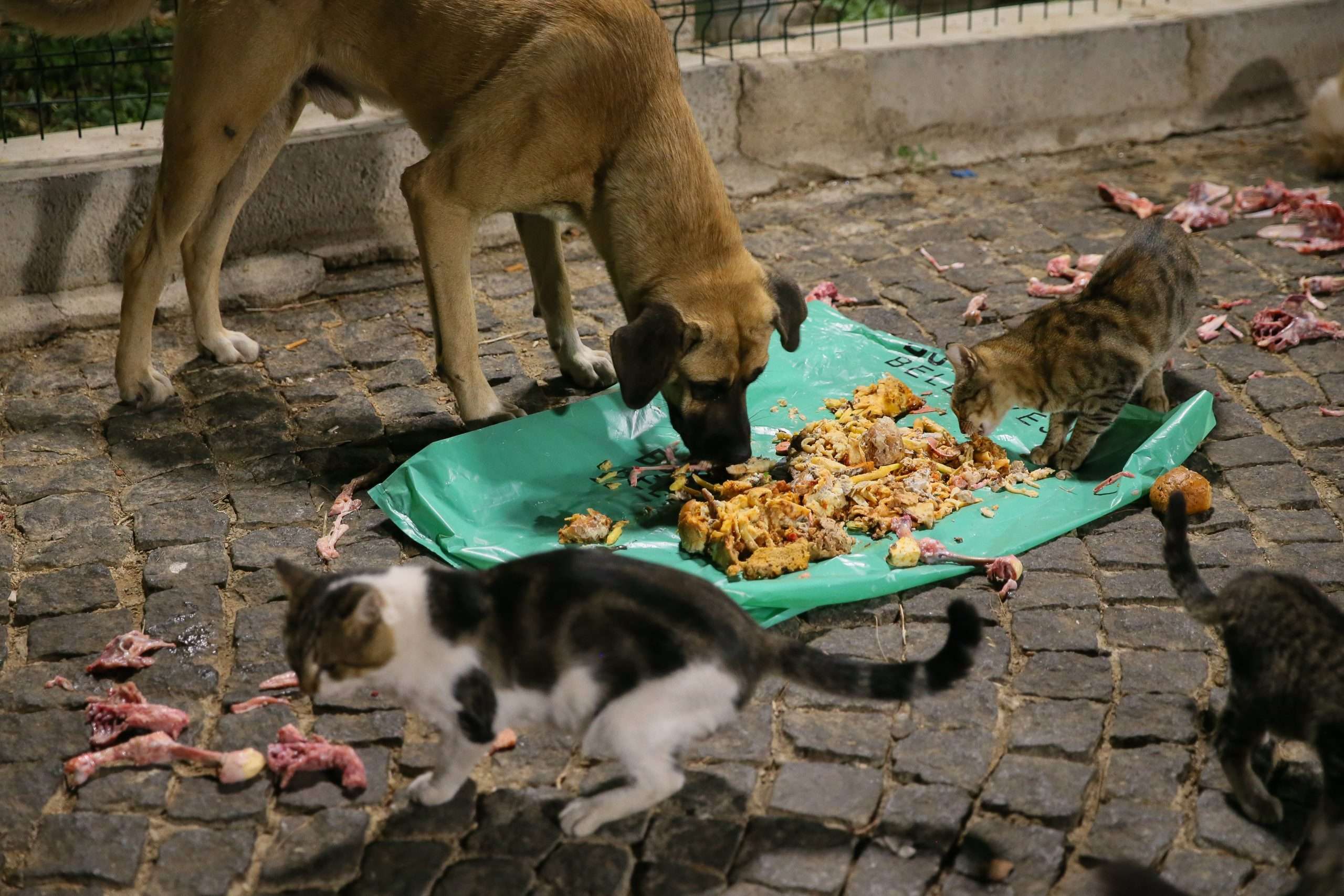 Sokak hayvanları nasıl beslenmeli?