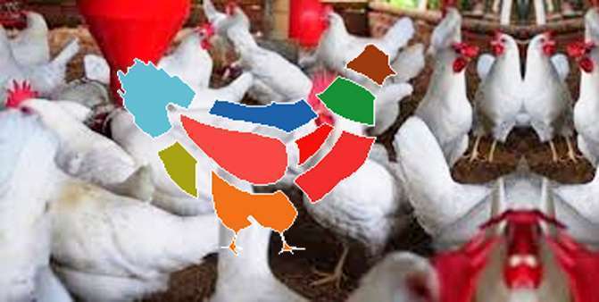 Tavuk Eti Sektörü Çevresel Etkiyi Nasıl En Aza İndirir?
