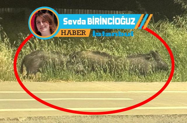 AÇ KALAN DOMUZ SÜRÜSÜ KÖYE İNDİ!!